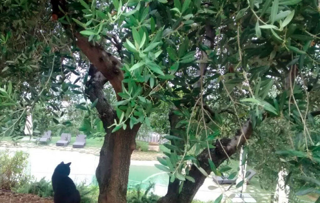 pet3
