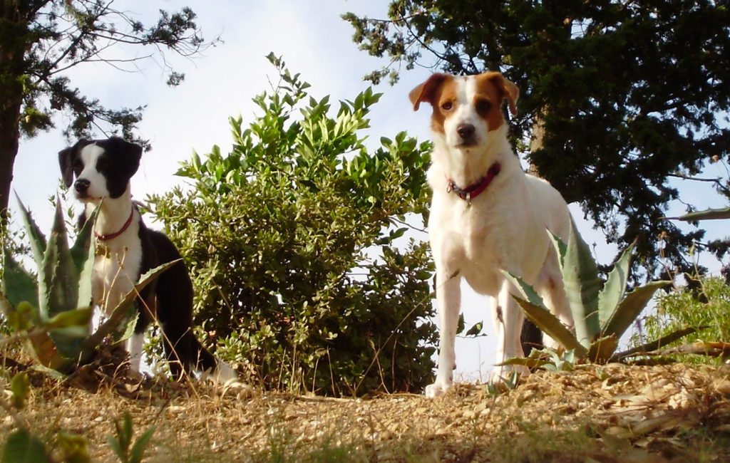 Dogs free in the garden