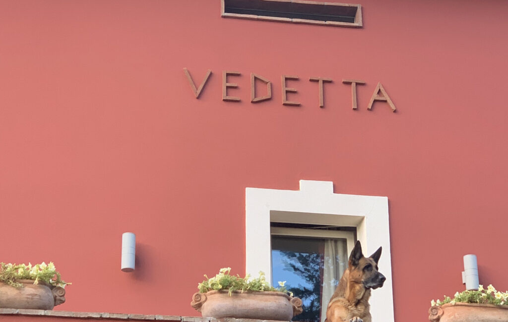 Cane lupo in terrazza
